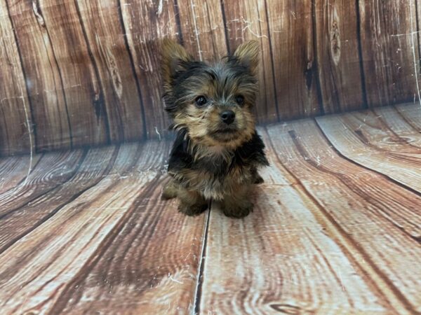 Yorkshire Terrier-DOG-Male-Black / Tan-22744-Petland Scottsdale, Arizona