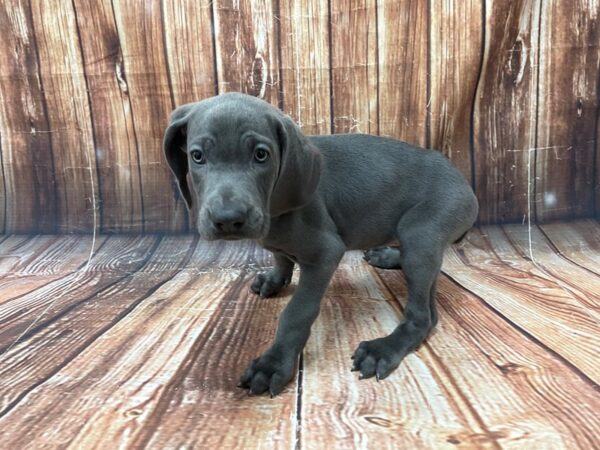 Weimaraner-DOG-Female-Blue-22743-Petland Scottsdale, Arizona