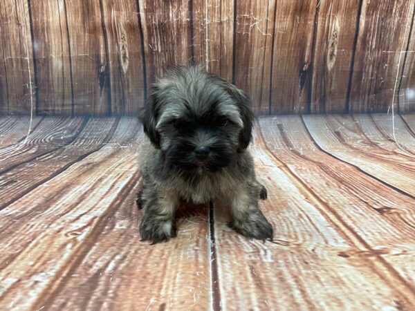 Havanese-DOG-Male-Gold-22741-Petland Scottsdale, Arizona