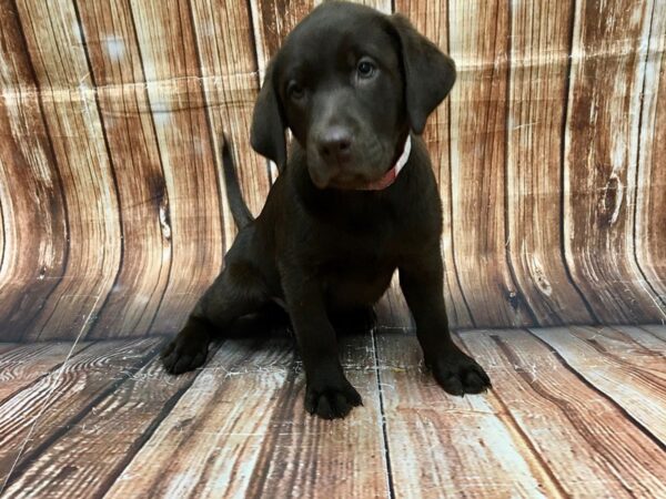 Labrador Retriever-DOG-Female--22755-Petland Scottsdale, Arizona