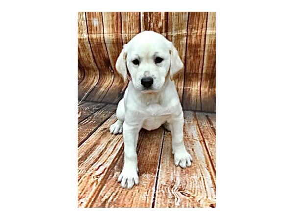 Labrador Retriever-DOG-Female--22754-Petland Scottsdale, Arizona