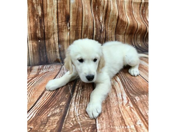 Golden Retriever-DOG-Male--22756-Petland Scottsdale, Arizona