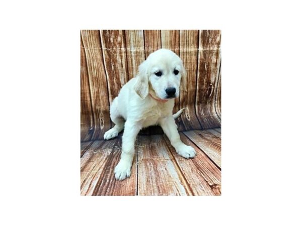 Golden Retriever-DOG-Female--22758-Petland Scottsdale, Arizona