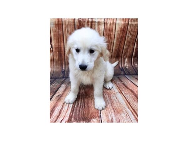 Golden Retriever-DOG-Male--22757-Petland Scottsdale, Arizona