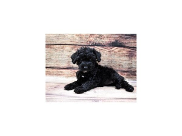 Miniature Schnauzer/Poodle-DOG-Female-Black-22760-Petland Scottsdale, Arizona