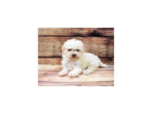 Havanese-DOG-Female-White-22772-Petland Scottsdale, Arizona