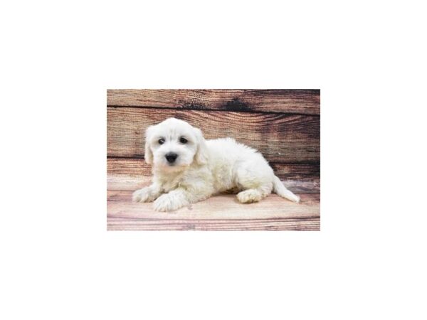 Coton De Tulear-DOG-Female-White-22763-Petland Scottsdale, Arizona