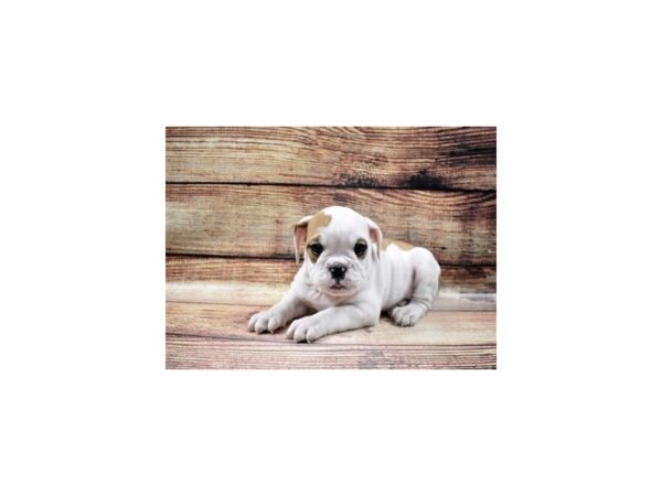 English Bulldog-DOG-Male-Red and White-22775-Petland Scottsdale, Arizona