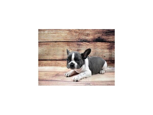 French Bulldog-DOG-Female-Blue-22771-Petland Scottsdale, Arizona