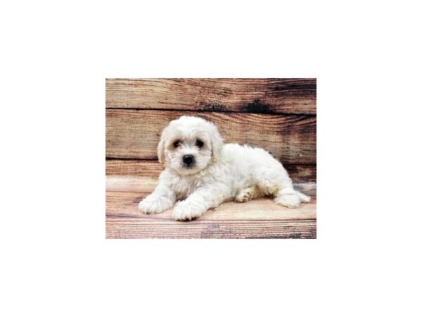 Bichon Frise/Poodle-DOG-Male-Cream and White-22759-Petland Scottsdale, Arizona