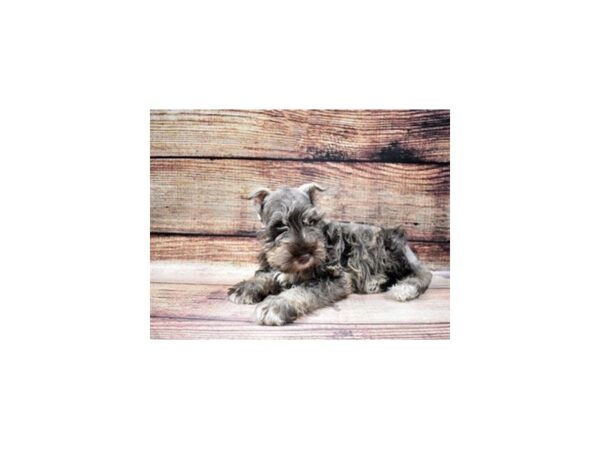 Miniature Schnauzer-DOG-Female-Liver and Pepper-22766-Petland Scottsdale, Arizona