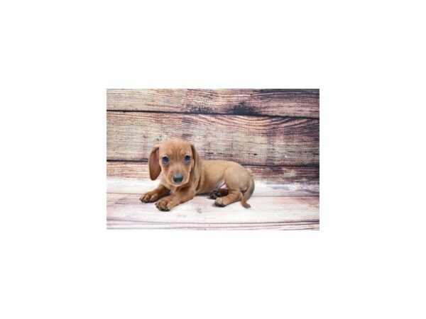Dachshund-DOG-Female-Red-22770-Petland Scottsdale, Arizona