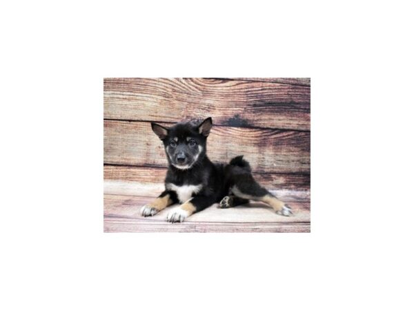 Shiba Inu-DOG-Male-Black and Tan-22769-Petland Scottsdale, Arizona