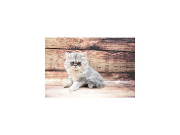 Persian-CAT-Female-Blue-22765-Petland Scottsdale, Arizona