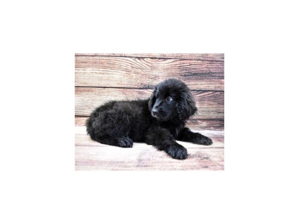 Newfoundland-DOG-Female-Black-22767-Petland Scottsdale, Arizona