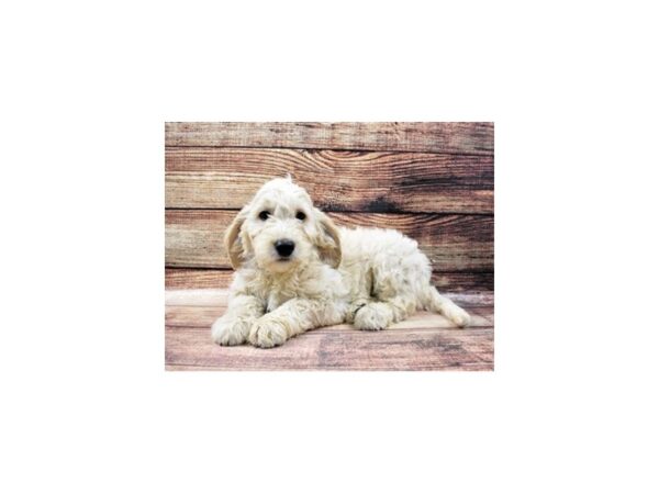 F1B Goldendoodle-DOG-Male-Cream-22761-Petland Scottsdale, Arizona