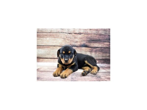Rottweiler-DOG-Female-Black and Mahogany-22768-Petland Scottsdale, Arizona