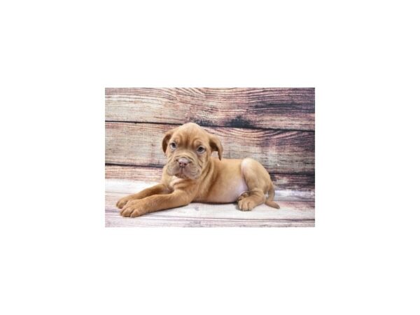 Dogue De Bordeaux-DOG-Male-Red-22764-Petland Scottsdale, Arizona