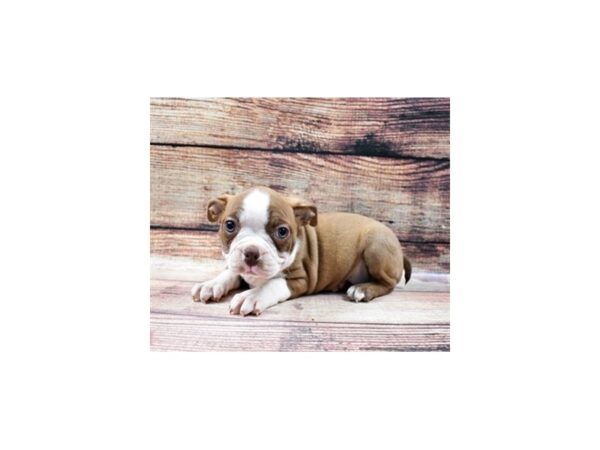Boston Terrier-DOG-Female-Red and White-22774-Petland Scottsdale, Arizona