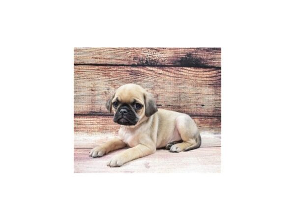 Beagle/Pug-DOG-Male-Fawn-22762-Petland Scottsdale, Arizona