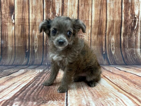 Poodle/Toy Australian Shepherd-DOG-Female-Blue Merle-22797-Petland Scottsdale, Arizona