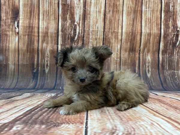 Poodle/Toy Australian Shepherd-DOG-Male-Red Merle-22796-Petland Scottsdale, Arizona