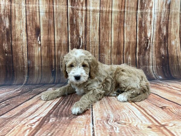 F1 Mini Goldendoodle-DOG-Male-Golden-22795-Petland Scottsdale, Arizona