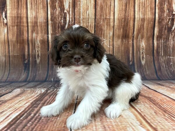 Poodle/Toy Australian Shepherd-DOG-Female-Chocolate / White-22794-Petland Scottsdale, Arizona