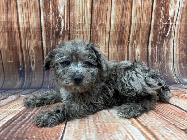 Miniature Schnauzer/Poodle-DOG-Female-Blue Merle-22793-Petland Scottsdale, Arizona