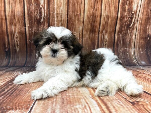 Havanese/Shih Tzu-DOG-Male-White / Gold-22792-Petland Scottsdale, Arizona
