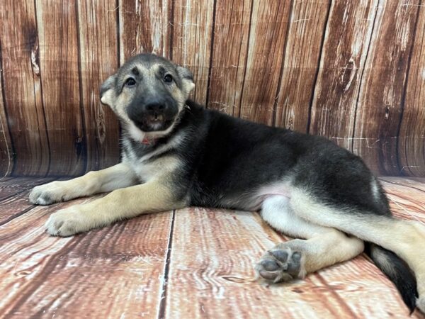 German Shepherd Dog-DOG-Female-Black / Tan-22791-Petland Scottsdale, Arizona