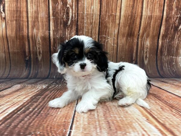 Cavalier King Charles Spaniel/Poodle-DOG-Female-White Black / Tan-22790-Petland Scottsdale, Arizona