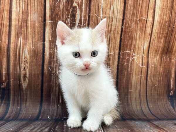 Domestic Cat-CAT-Male-Yellow / White-22789-Petland Scottsdale, Arizona
