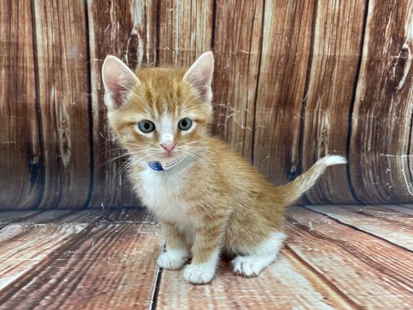 Domestic Cat-CAT-Male-Tiger Stripe-22788-Petland Scottsdale, Arizona