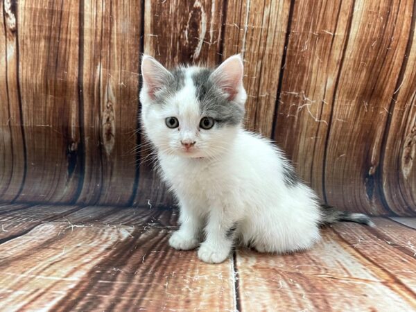 Domestic Cat-CAT-Female-Calico-22787-Petland Scottsdale, Arizona