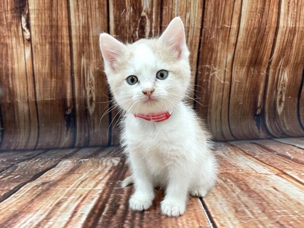 Domestic Cat-CAT-Female-Yellow / White-22786-Petland Scottsdale, Arizona