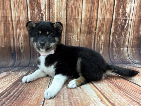 Shiba Inu-DOG-Female-Black / Tan-22785-Petland Scottsdale, Arizona