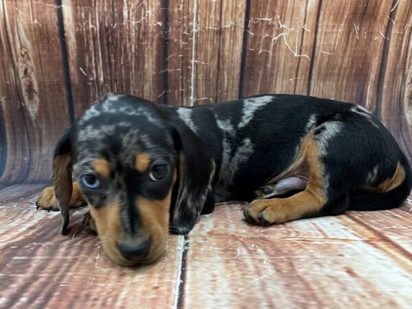 Dachshund-DOG-Male-Black / Tan-22783-Petland Scottsdale, Arizona