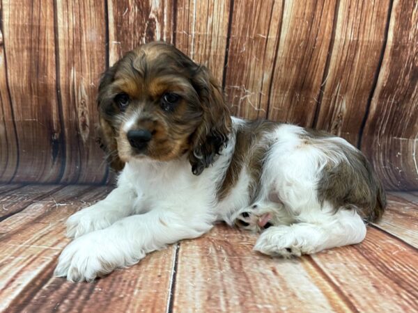 Cocker Spaniel-DOG-Male-Red Roan-22782-Petland Scottsdale, Arizona