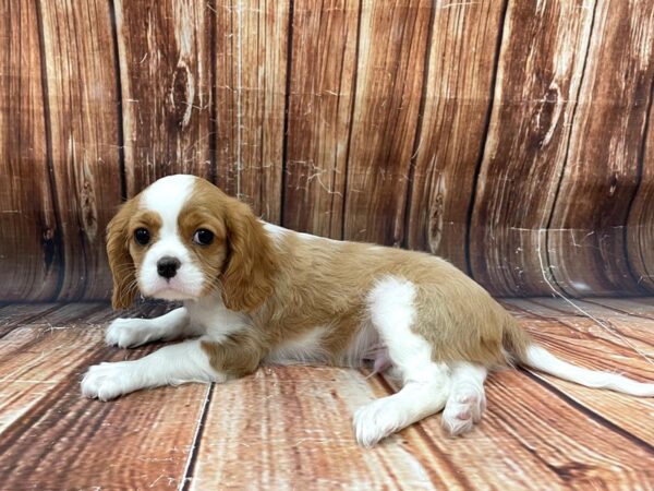 Cavalier King Charles Spaniel-DOG-Male-Blenheim / White-22781-Petland Scottsdale, Arizona