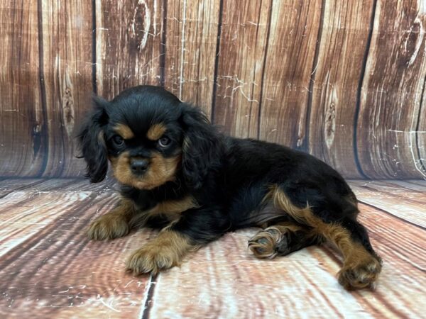 Cavalier King Charles Spaniel-DOG-Female-Black / Tan-22780-Petland Scottsdale, Arizona