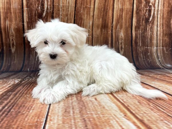 Maltese-DOG-Female-White-22779-Petland Scottsdale, Arizona