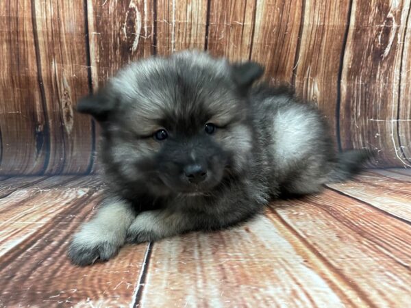 Keeshond-DOG-Male-Black / Silver-22777-Petland Scottsdale, Arizona