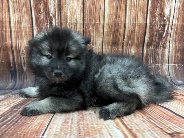 Keeshond-DOG-Female-Black / Silver-22776-Petland Scottsdale, Arizona