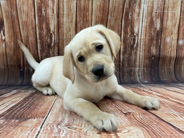 Labrador Retriever-DOG-Male-Yellow-22778-Petland Scottsdale, Arizona