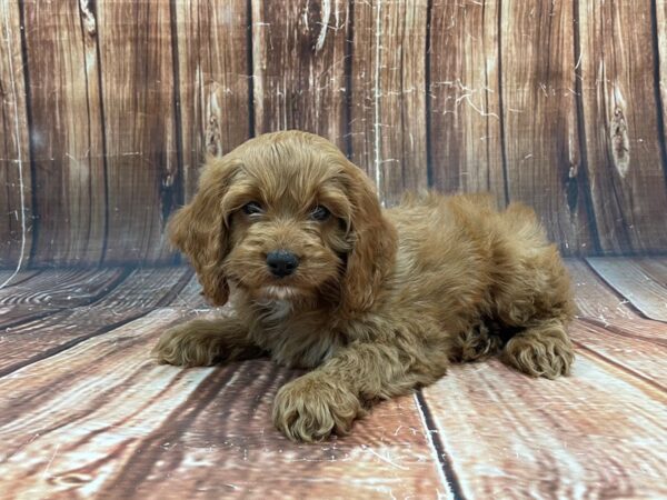 Cocker Spaniel/Poodle-DOG-Female--22800-Petland Scottsdale, Arizona