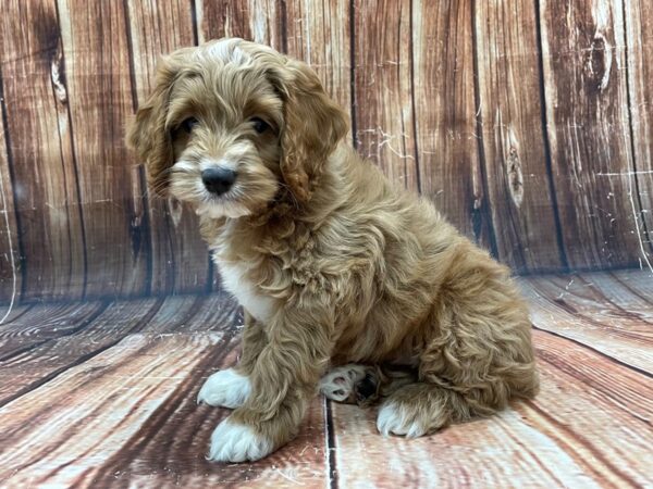 Cocker Spaniel/Poodle-DOG-Male--22798-Petland Scottsdale, Arizona