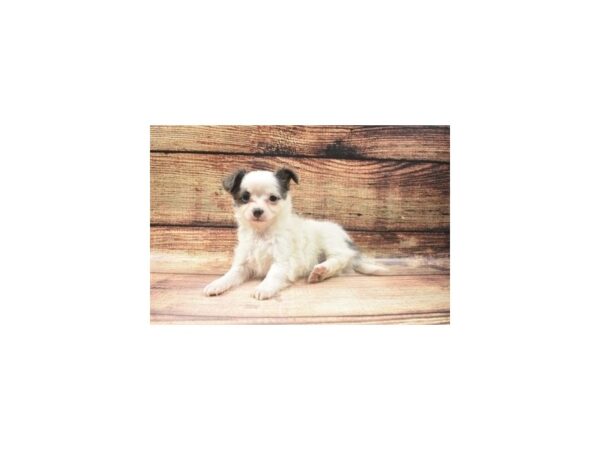 Chihuahua-DOG-Female-Blue and White-22814-Petland Scottsdale, Arizona