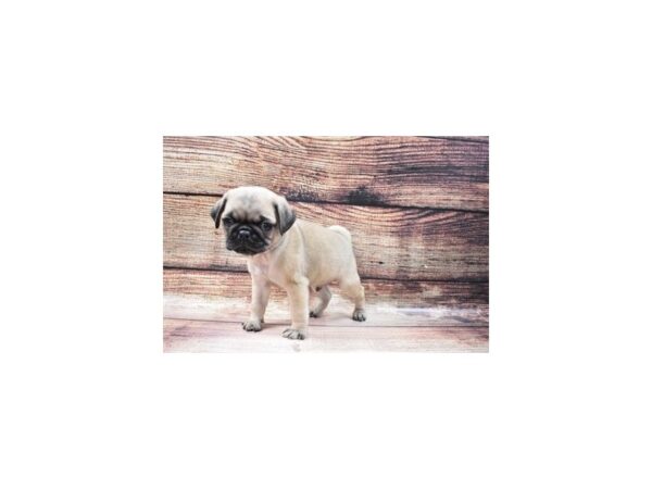 Pug-DOG-Male-Fawn-22807-Petland Scottsdale, Arizona