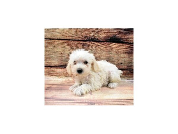 Miniature Schnauzer/Poodle-DOG-Female-White-22801-Petland Scottsdale, Arizona